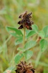 Eriosema montanum