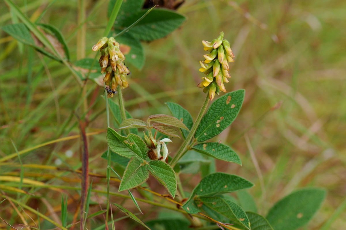 Eriosema montanum