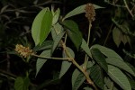 Eriosema montanum