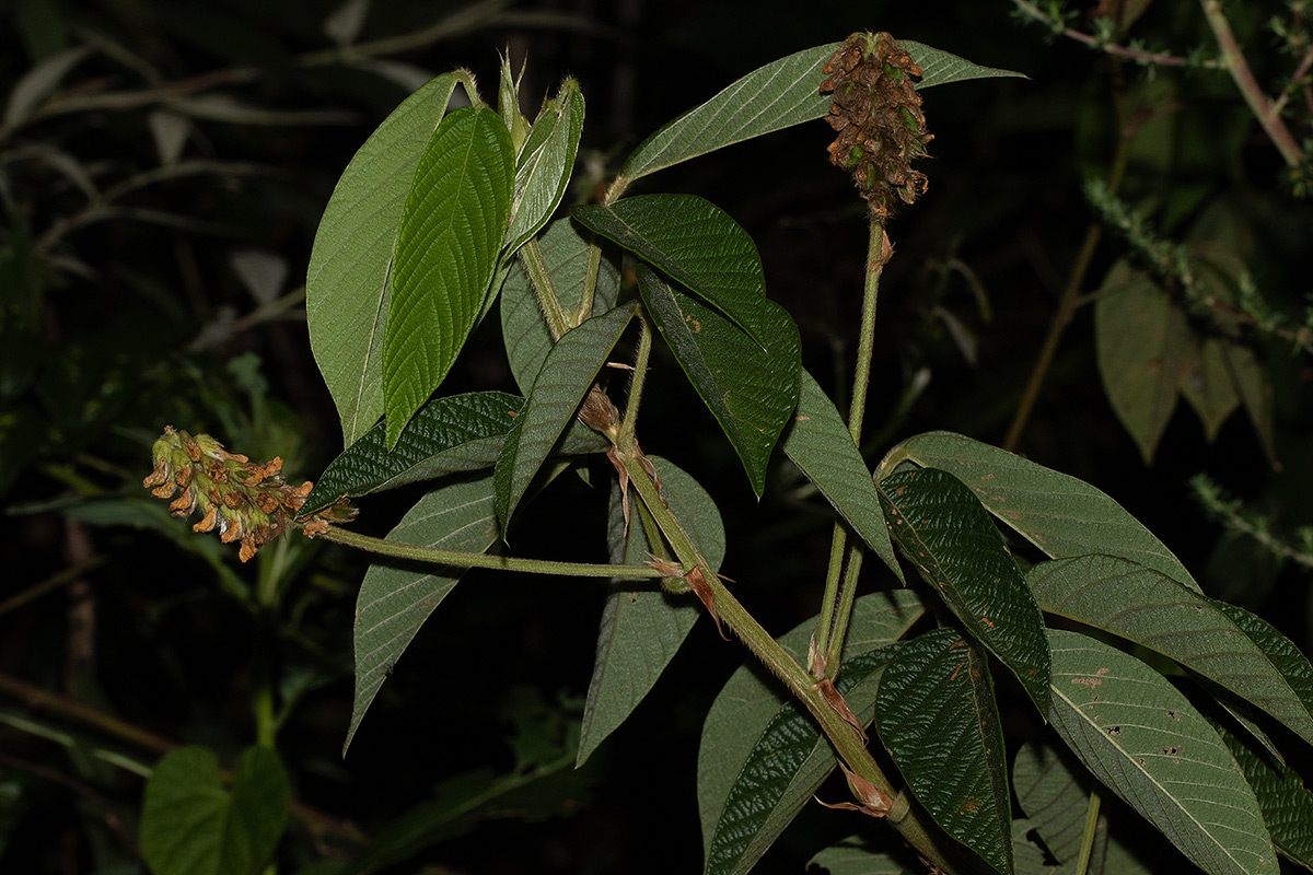 Eriosema montanum