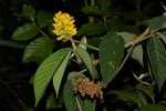 Eriosema montanum