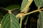 Eriosema montanum