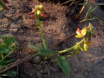 Eriosema pauciflorum