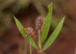 Eriosema shirense var. shirense