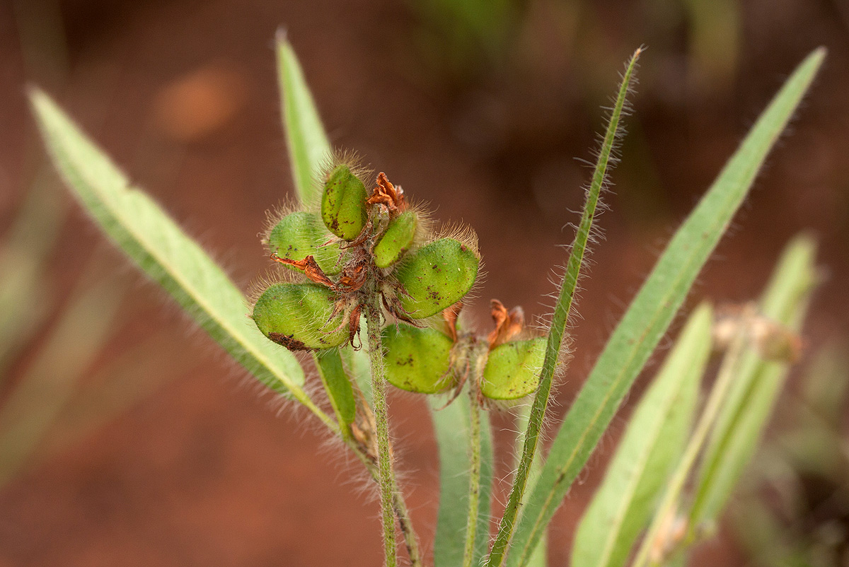 Eriosema shirense var. shirense