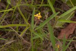 Eriosema shirense var. shirense