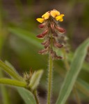 Eriosema shirense var. shirense