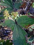 Flemingia grahamiana