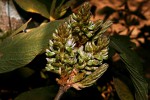 Flemingia grahamiana