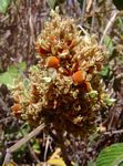 Flemingia grahamiana