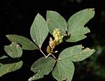 Flemingia grahamiana