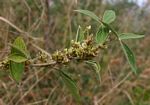 Flemingia grahamiana