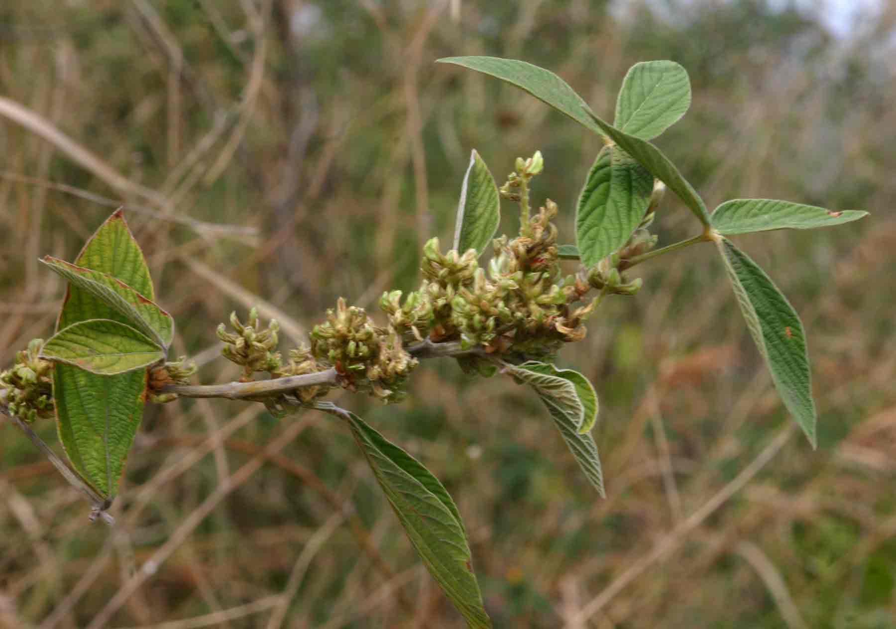 Flemingia grahamiana