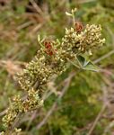 Flemingia grahamiana