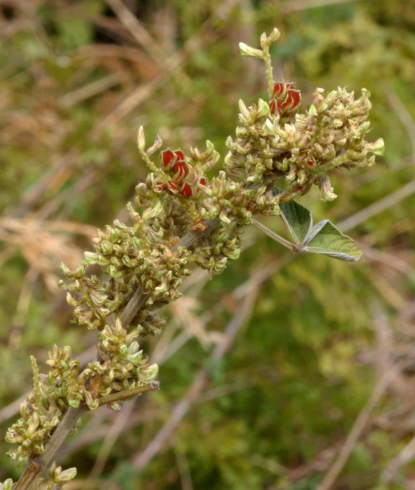 Flemingia grahamiana