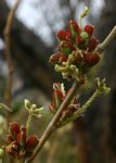 Flemingia grahamiana