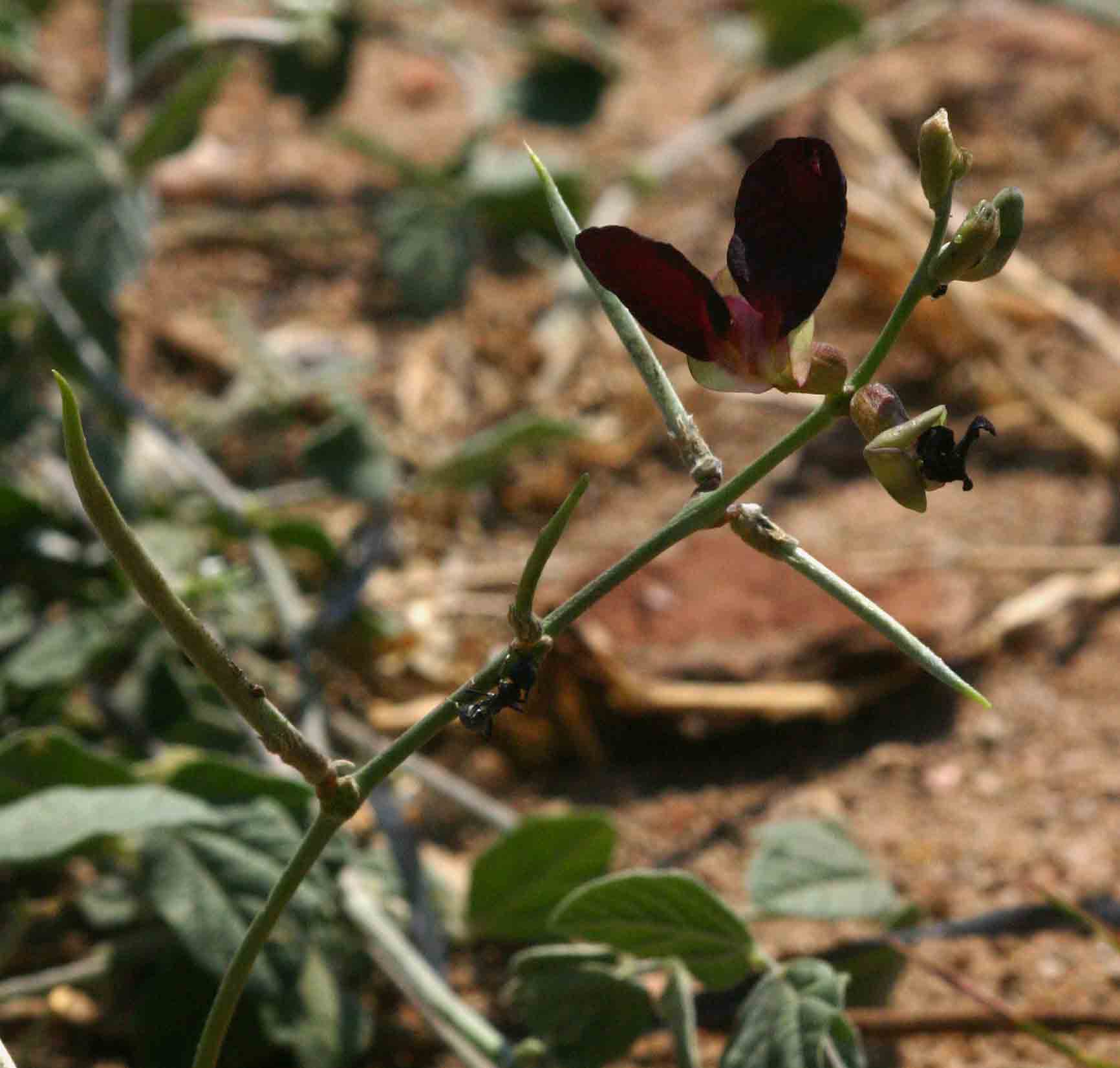 Macroptilium atropurpureum