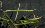 Macroptilium atropurpureum