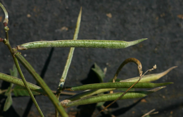 Macroptilium atropurpureum
