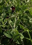Macroptilium atropurpureum