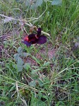 Macroptilium atropurpureum