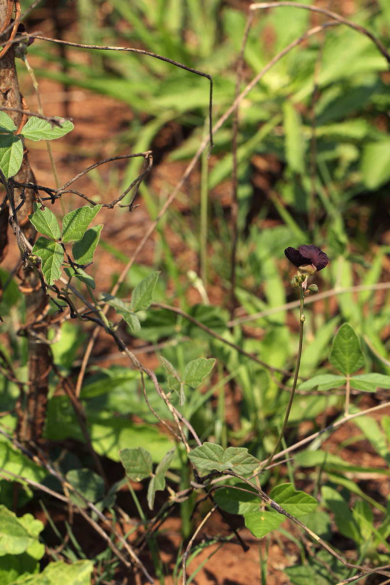 Macroptilium atropurpureum