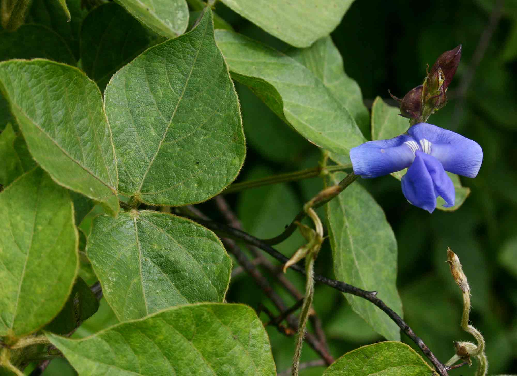 Vigna gazensis