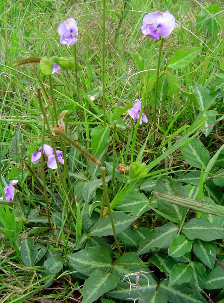 Vigna vexillata var. vexillata