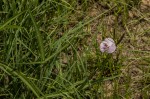 Vigna vexillata var. angustifolia