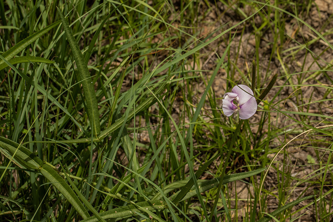 Vigna vexillata var. angustifolia