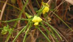 Sphenostylis erecta subsp. erecta
