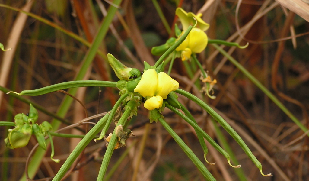 Sphenostylis erecta subsp. erecta