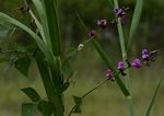Lablab purpureus subsp. uncinatus var. uncinatus