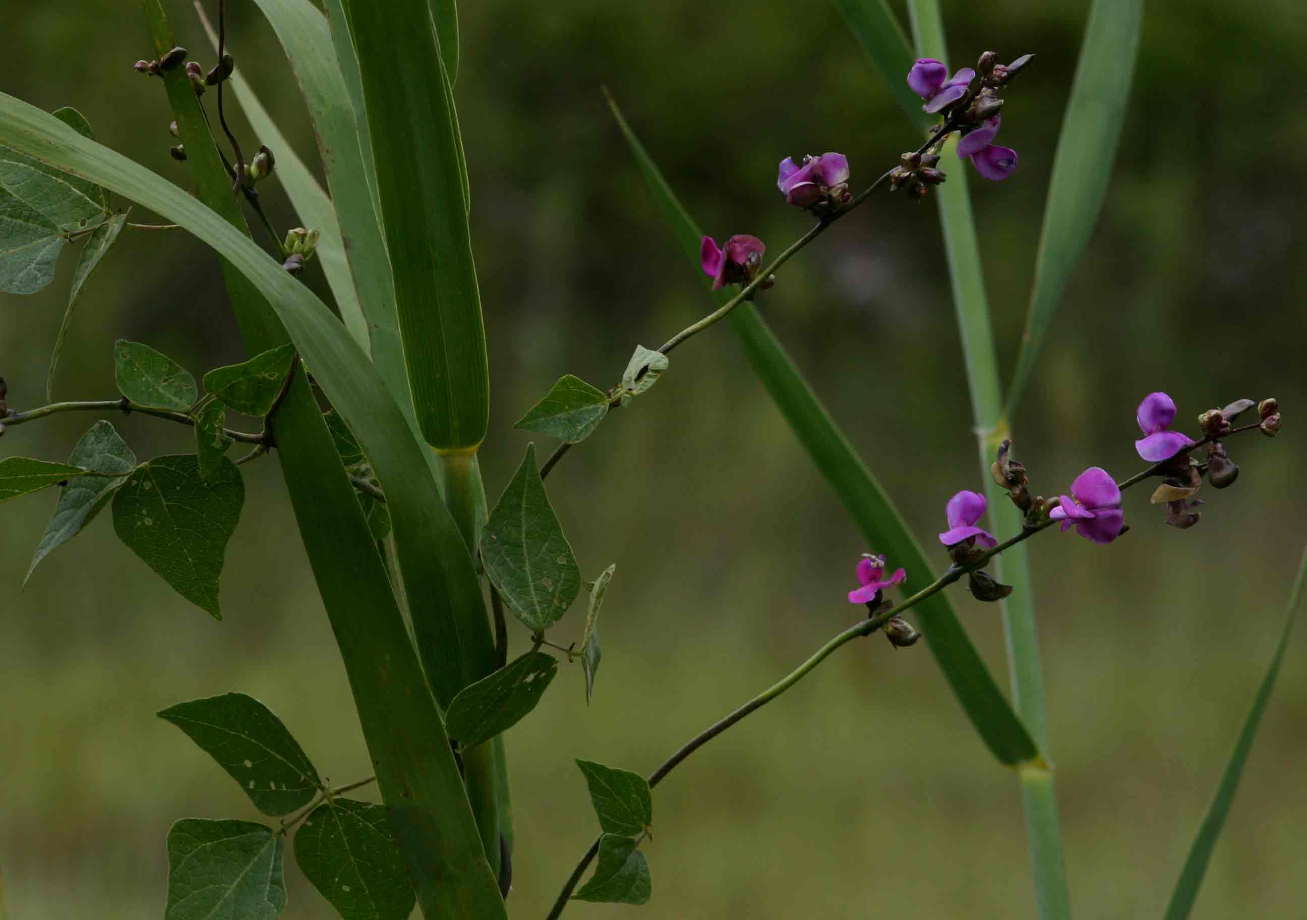 Lablab purpureus subsp. uncinatus var. uncinatus