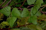 Lablab purpureus subsp. uncinatus var. uncinatus