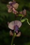 Lablab purpureus subsp. uncinatus var. uncinatus