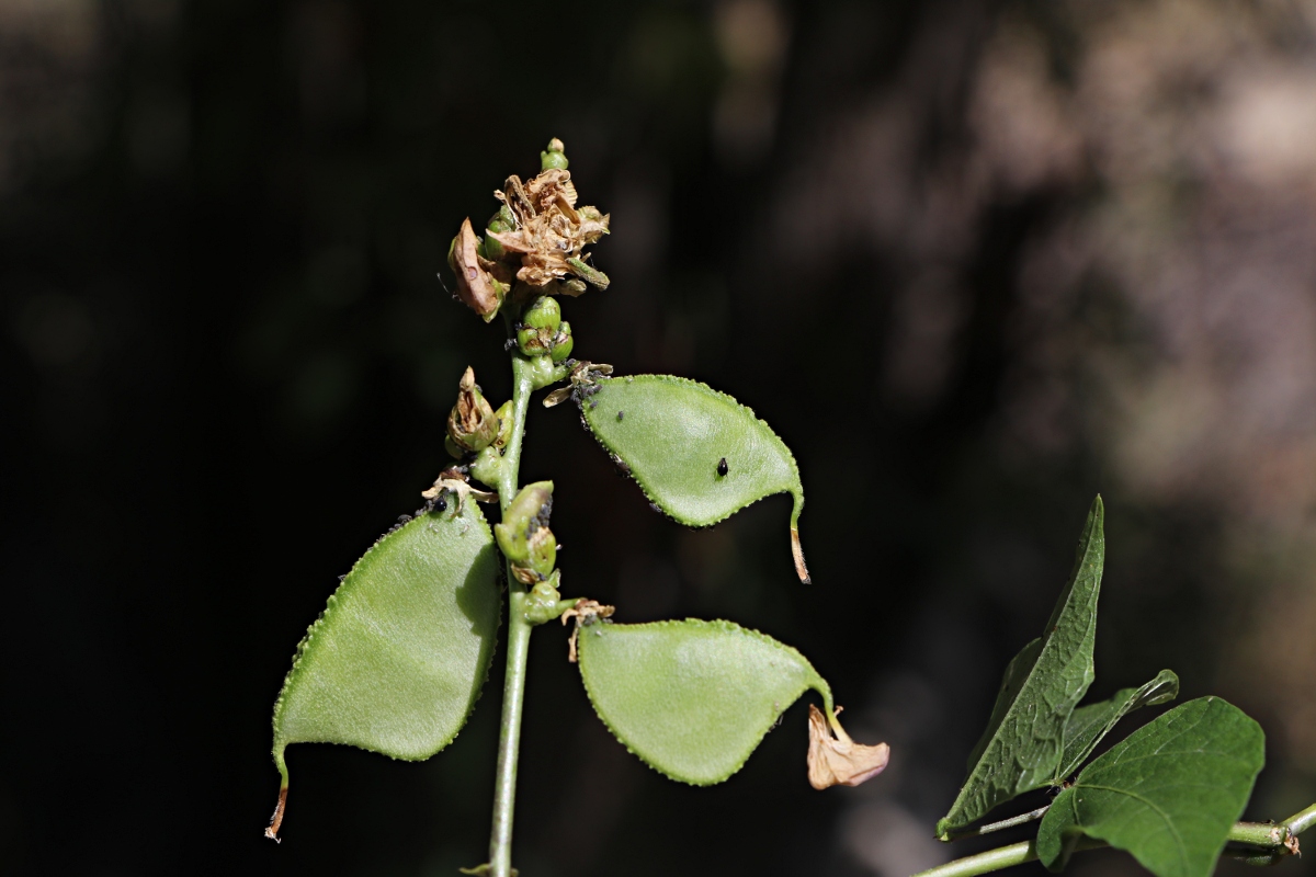 Lablab purpureus subsp. uncinatus var. uncinatus