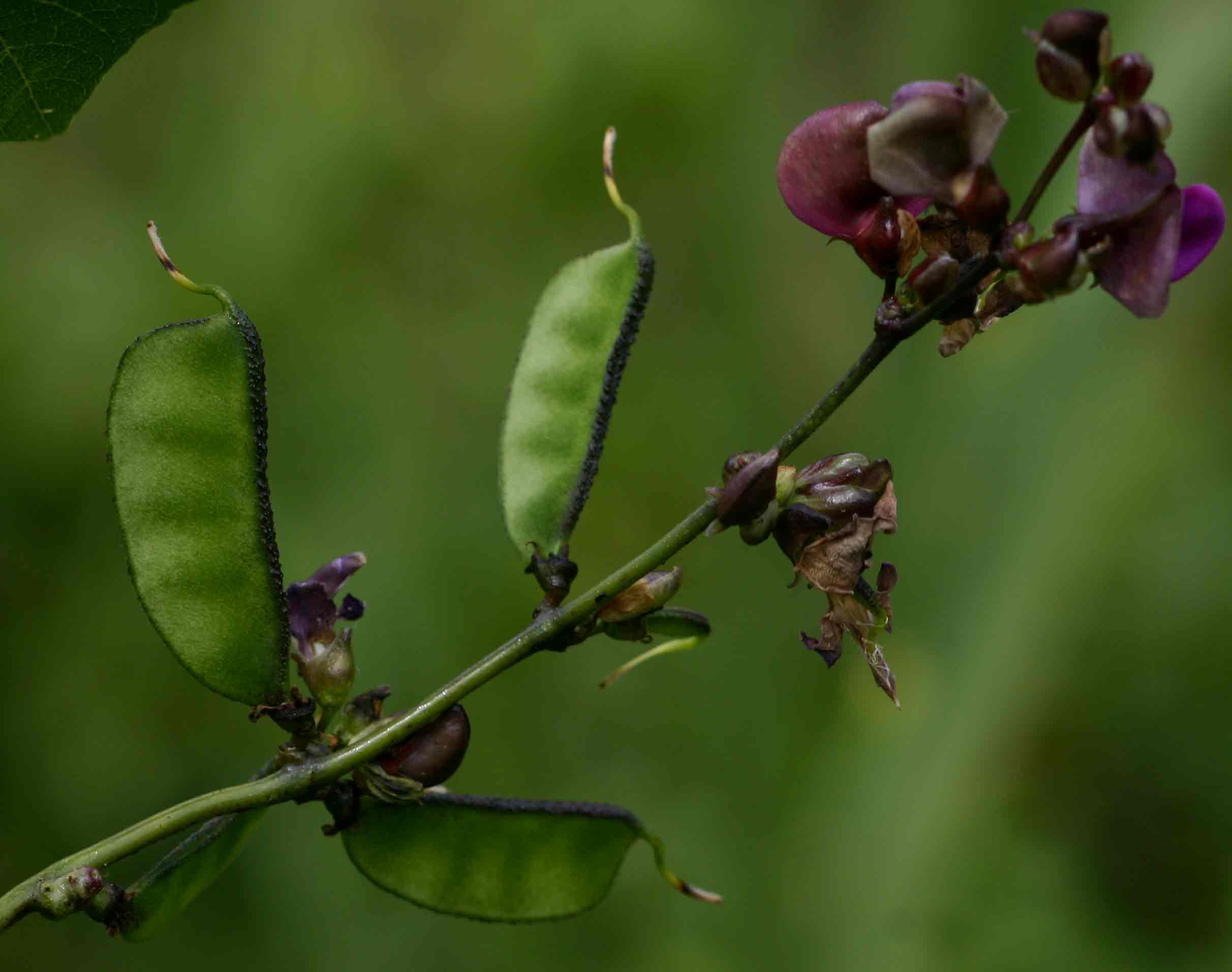 Lablab purpureus subsp. uncinatus var. uncinatus
