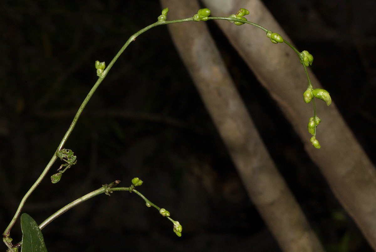 Lablab purpureus subsp. uncinatus var. uncinatus