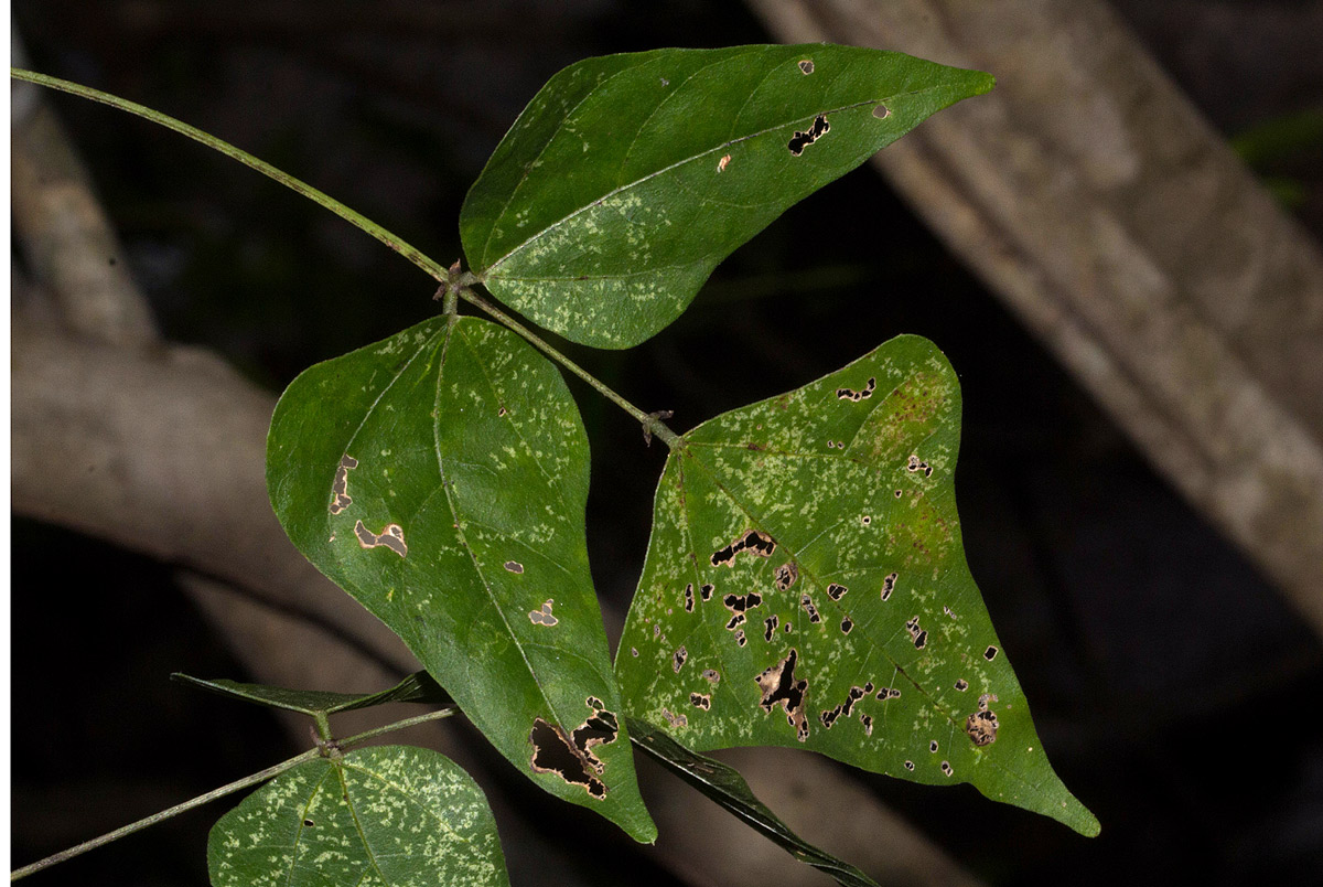 Lablab purpureus subsp. uncinatus var. uncinatus