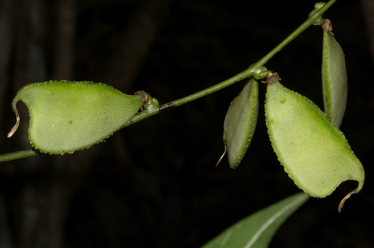 Lablab purpureus subsp. uncinatus var. uncinatus