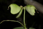 Lablab purpureus subsp. uncinatus var. uncinatus
