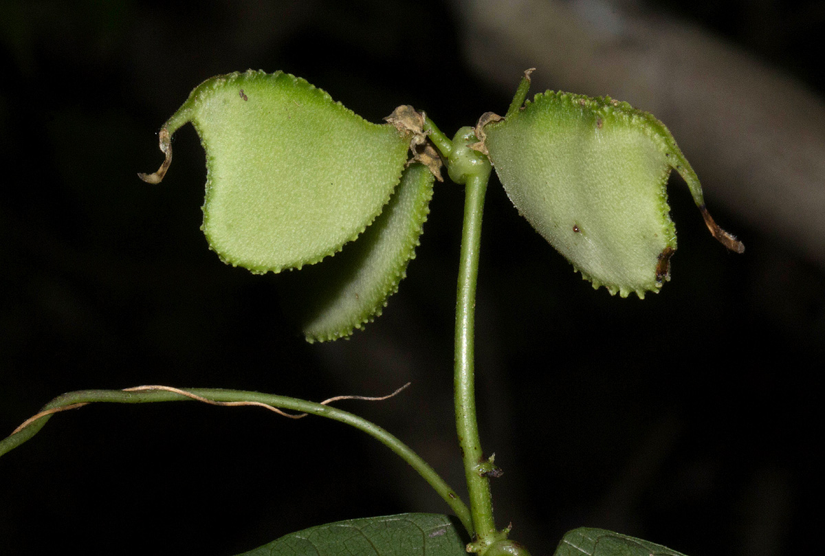 Lablab purpureus subsp. uncinatus var. uncinatus