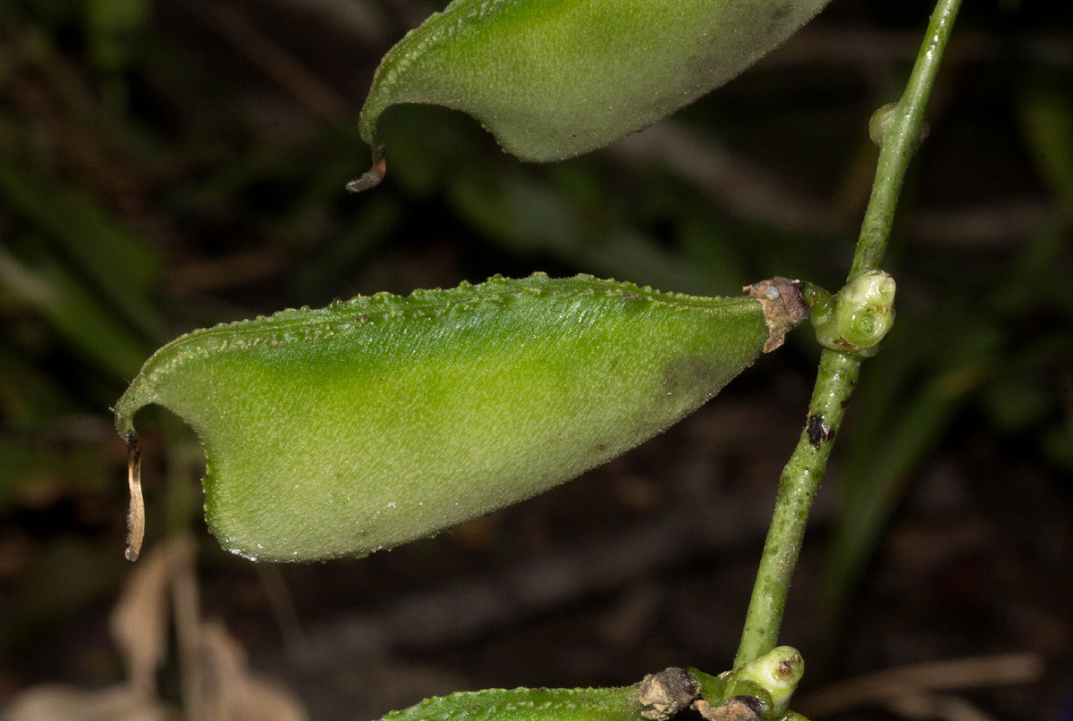 Lablab purpureus subsp. uncinatus var. uncinatus