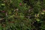 Lablab purpureus subsp. uncinatus var. uncinatus