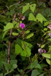 Lablab purpureus subsp. uncinatus var. uncinatus