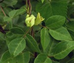 Macrotyloma axillare var. axillare