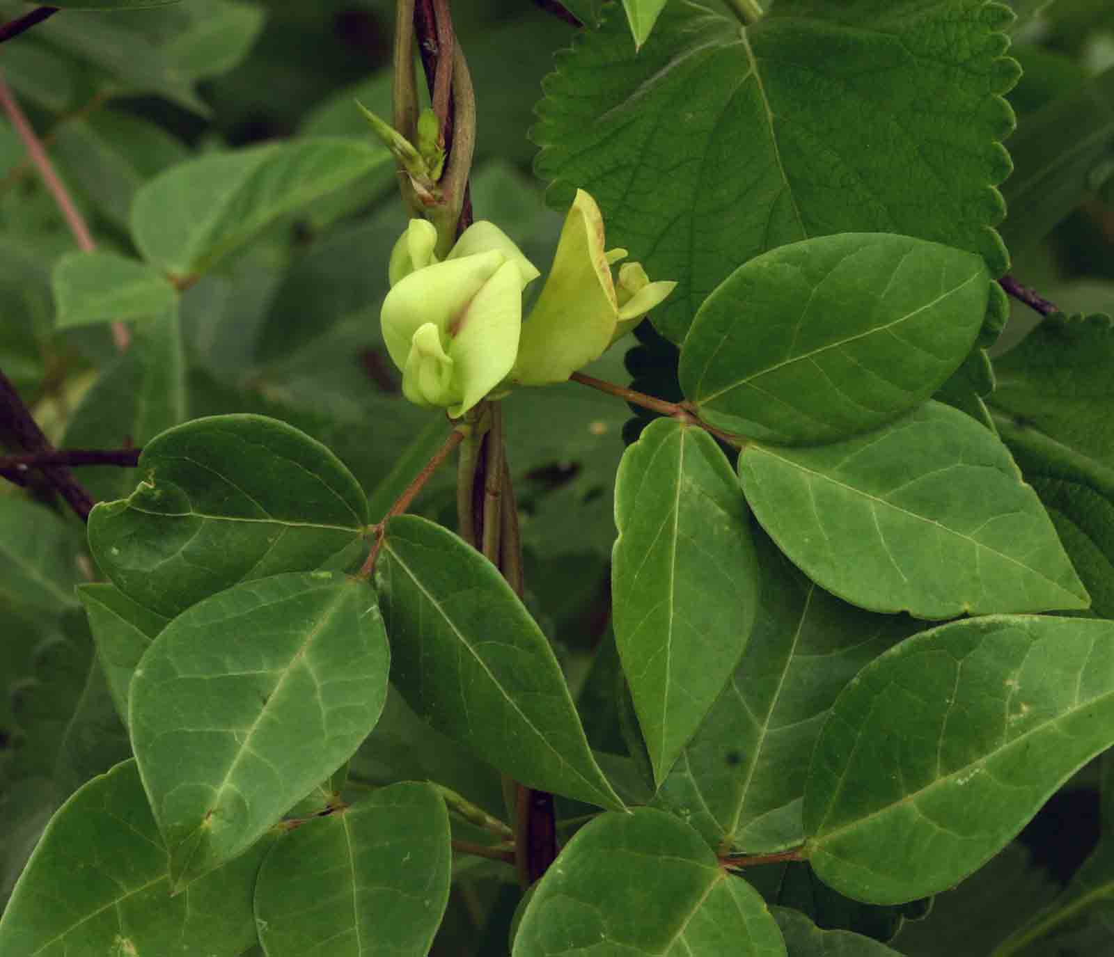 Macrotyloma axillare var. axillare