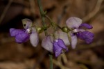 Decorsea schlechteri