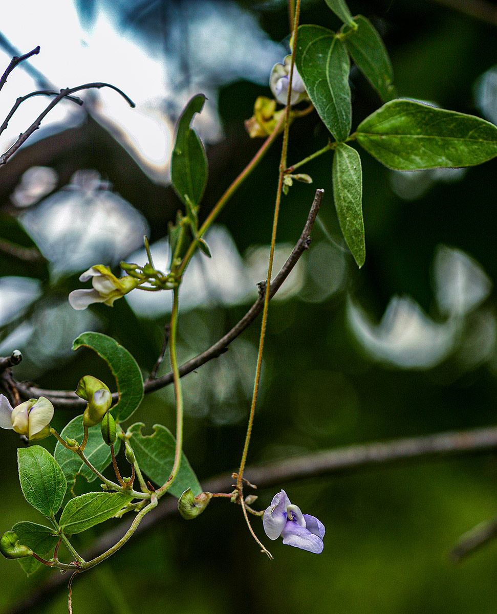Decorsea schlechteri